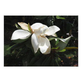 19"x13" Zuidelijke Magnolia Foto Afdruk