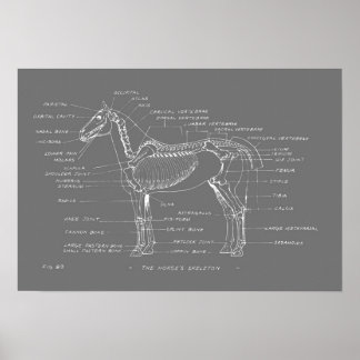 19 x 13 afdrukken van de SKELETON-HORSE Poster