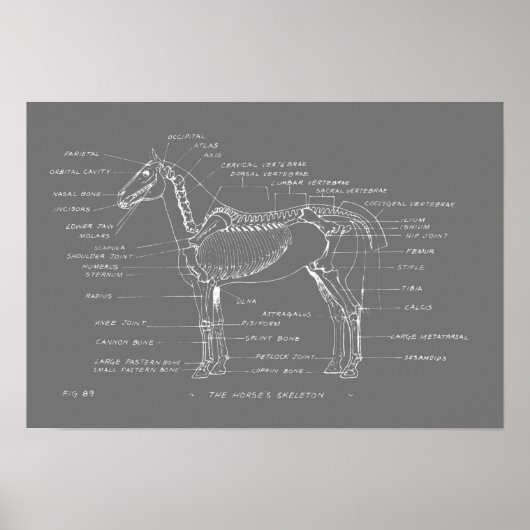 19 x 13 afdrukken van de SKELETON-HORSE Poster (Voorkant)