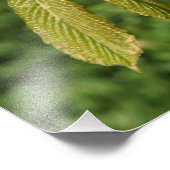 19 x 13-inch paardenkastanjebladeren foto afdruk (Hoek)