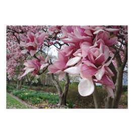 19 x 13-inch roze Magnolia Trees Foto Afdruk