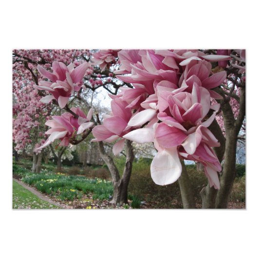 19 x 13-inch roze Magnolia Trees Foto Afdruk (Voorkant)
