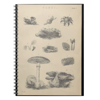 19e eeuw Fungi Illustration Note Book Notitieboek