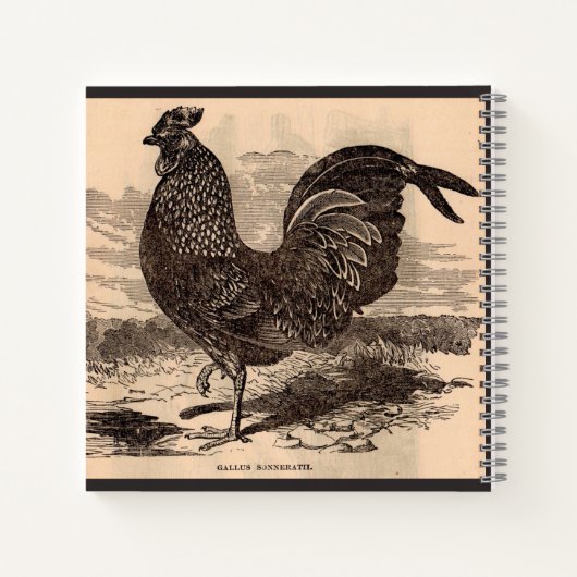 19e eeuw Gallus Sonneratii Roster Notitieboek (Achterkant)