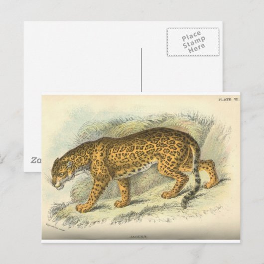 19e eeuw - jaguar - illustratie briefkaart (Voorkant / Achterkant)