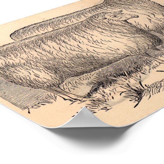 19e eeuw Katoewouden afdrukken Poster (Hoek)