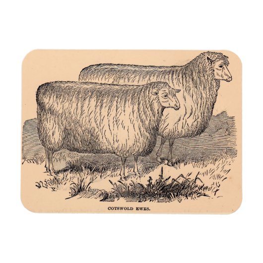 19e eeuw Katoewoudooien Magneet (Horizontaal)