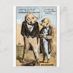 19e eeuw: Pigs Dream of Lard Briefkaart