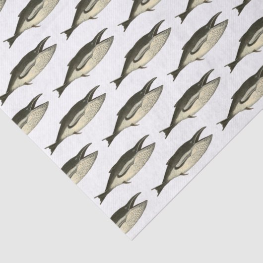 19e eeuw walvis #2 Tekening Tissuepapier (Detail)