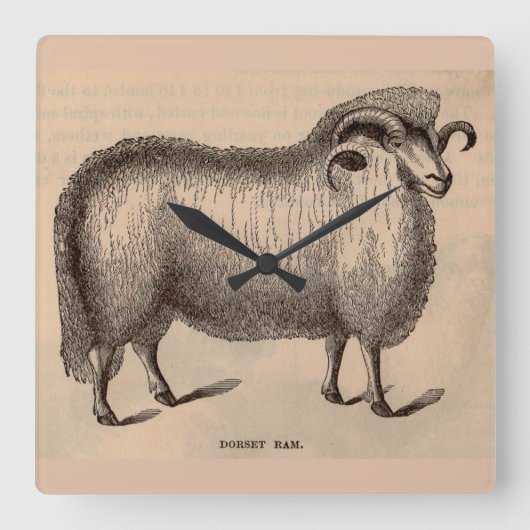 19e-eeuwse afdruk Dorset ram Vierkante Klok (Voorkant)