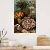 19e-eeuwse anemonen voor gedrukte zeeen poster (Keuken)