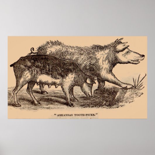 19e-eeuwse boerderij van varkens poster (Voorkant)
