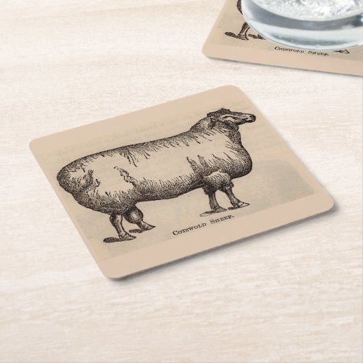 19e-eeuwse gedrukte Cotswold-schapen Kartonnen Onderzetters (Schuin)