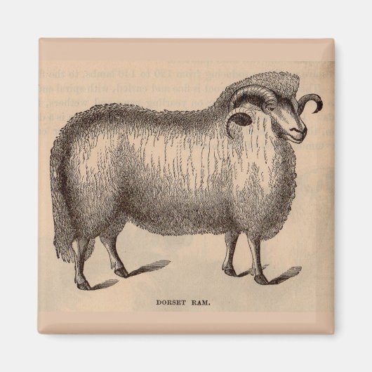 19e-eeuwse gedrukte Dorset ram Magneet (Voorkant)