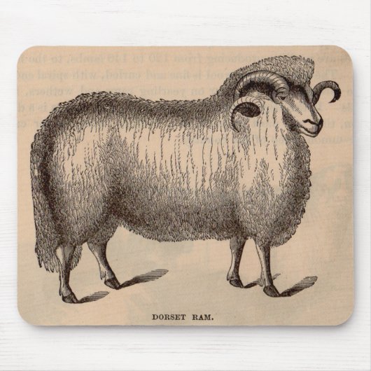 19e-eeuwse gedrukte Dorset ram Muismat (Voorkant)