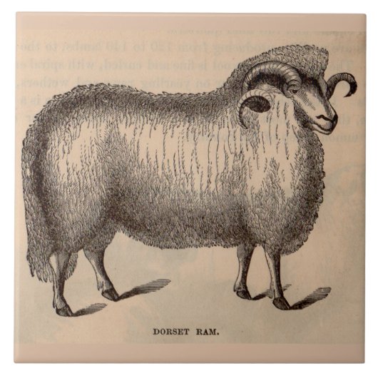 19e-eeuwse gedrukte Dorset ram Tegeltje (Voorkant)