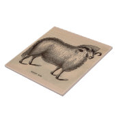 19e-eeuwse gedrukte Dorset ram Tegeltje (Zijkant)