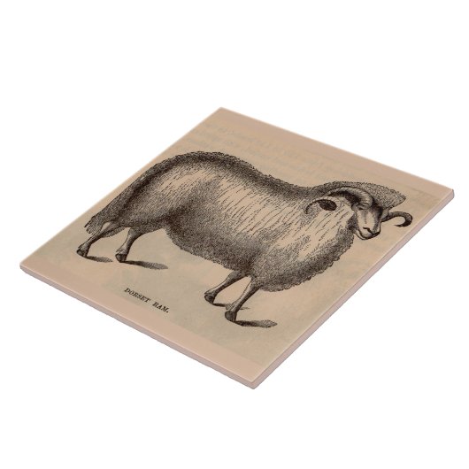 19e-eeuwse gedrukte Dorset ram Tegeltje (Zijkant)