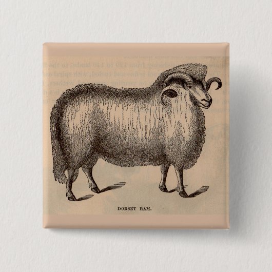 19e-eeuwse gedrukte Dorset ram Vierkante Button 5,1 Cm (Voorkant)