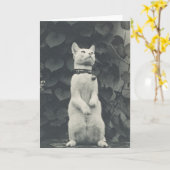  19e eeuwse kat foto blanco Kaart (Gele Bloem)