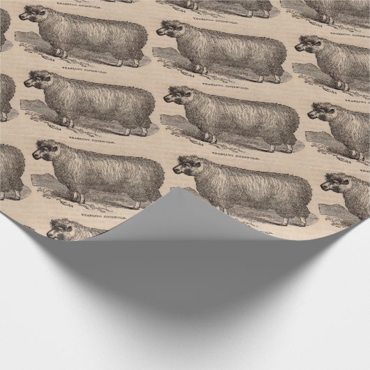 19e-eeuwse prent jaarling Cotswold schaap Cadeaupapier (Hoek)
