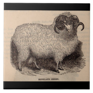 19e-eeuwse print Schotse hooglanders Tegeltje