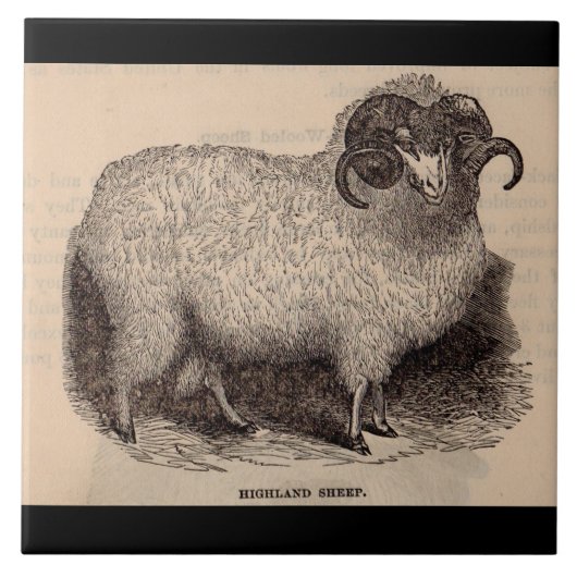 19e-eeuwse print Schotse hooglanders Tegeltje (Voorkant)