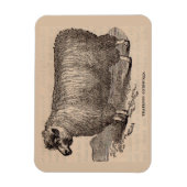 19e eeuwse printjaarschaap Katoen Magneet (Verticaal)