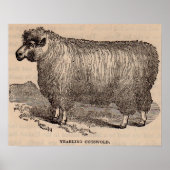 19e eeuwse printjaarschaap Katoen Poster (Voorkant)