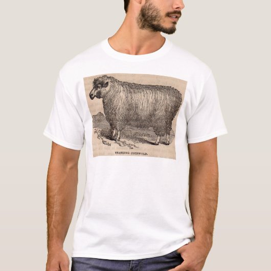 19e eeuwse printjaarschaap Katoen T-shirt (Voorkant)
