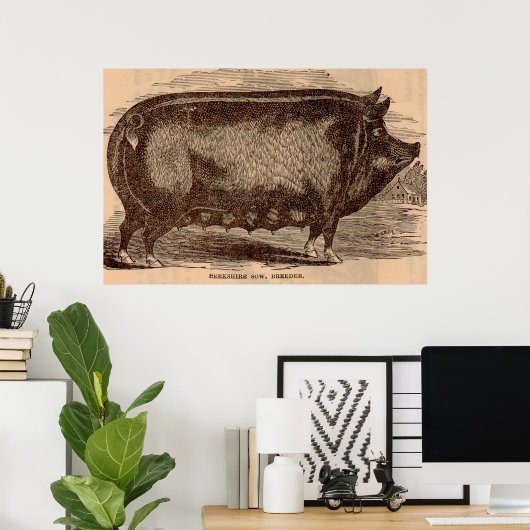 19e-eeuwse varkensfoto Berkshire zaag nr. 1 Poster (Thuiskantoor)