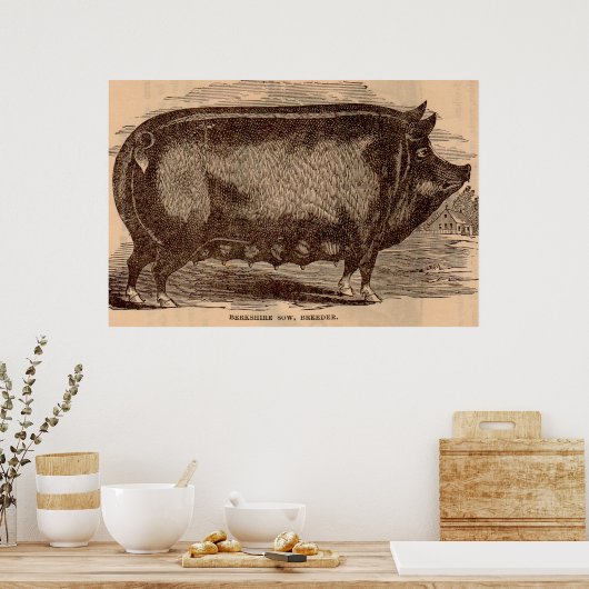 19e-eeuwse varkensfoto Berkshire zaag nr. 1 Poster (Keuken)