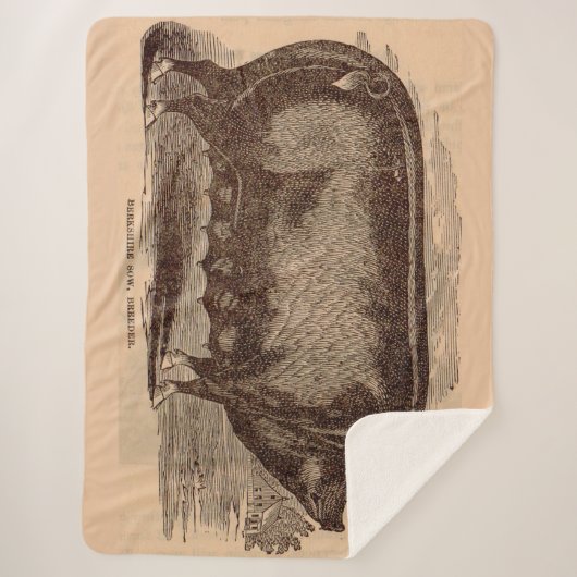 19e-eeuwse varkensfoto Berkshire zaag nr. 1 Sherpa Deken (Voorkant)