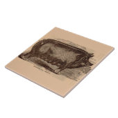 19e-eeuwse varkensfoto Berkshire zaag nr. 1 Tegeltje (Zijkant)