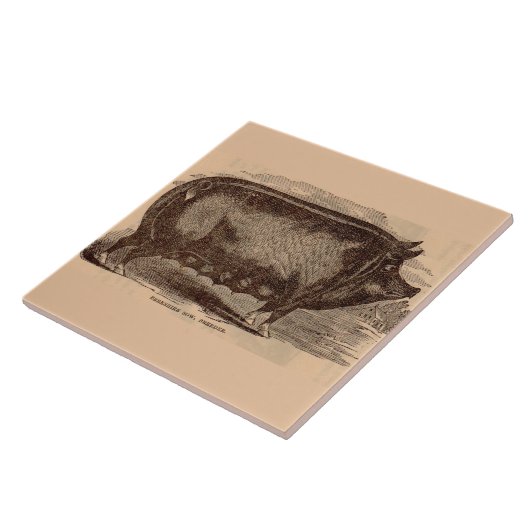 19e-eeuwse varkensfoto Berkshire zaag nr. 1 Tegeltje (Zijkant)