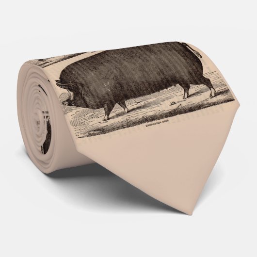 19e-eeuwse varkensfoto Berkshire zaag nr. 2 Stropdas (Opgerold)