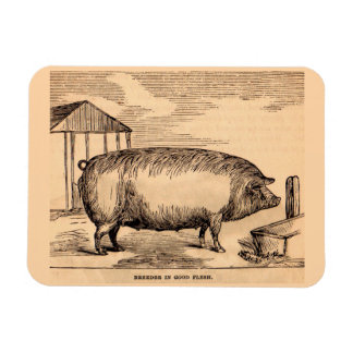 19e-eeuwse varkensfoto "Breeder in Good Flesh" Magneet