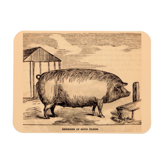 19e-eeuwse varkensfoto "Breeder in Good Flesh" Magneet (Horizontaal)