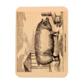 19e-eeuwse varkensfoto "Breeder in Good Flesh" Magneet (Verticaal)