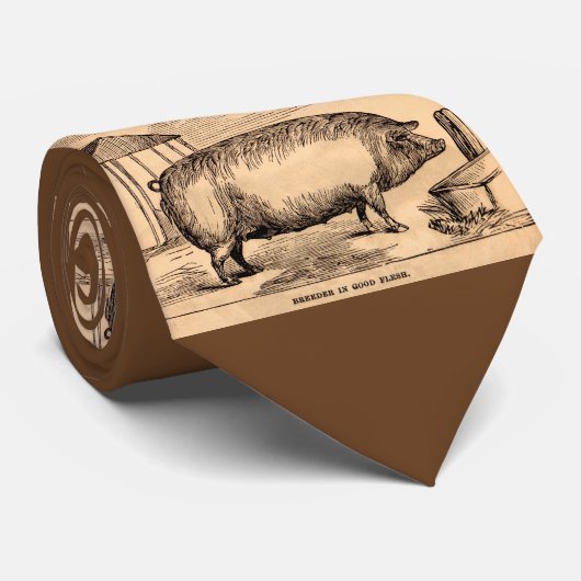 19e-eeuwse varkensfoto "Breeder in Good Flesh" Stropdas (Opgerold)