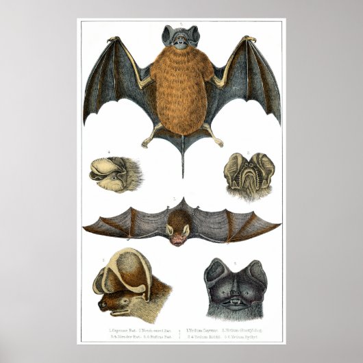 19th C. Bat Print (Voorkant)