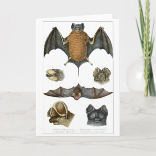 19th C. Bat Print Kaart