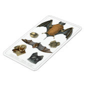 19th C. Bat Print Magneet (Linkerzijde)