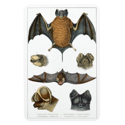 19th C. Bat Print Magneet (Verticaal)