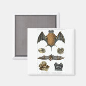 19th C. Bat Print Magneet (Voorkant / Achterkant)