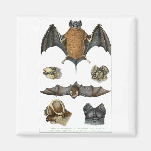 19th C. Bat Print Magneet (Voorkant)
