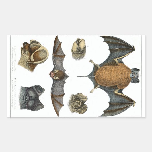 19th C. Bat Print Rechthoekige Sticker (Voorkant)