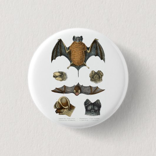 19th C. Bat Print Ronde Button 3,2 Cm (Voorkant)