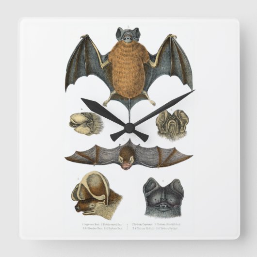 19th C. Bat Print Vierkante Klok (Voorkant)