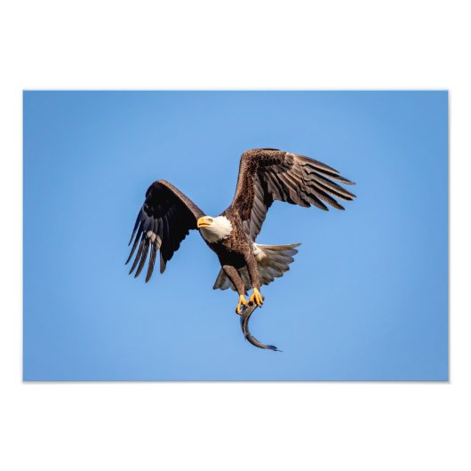 19x13 Bald Eagle met een vis Foto Afdruk (Voorkant)